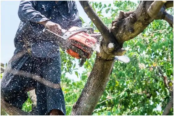 tree services Woodall